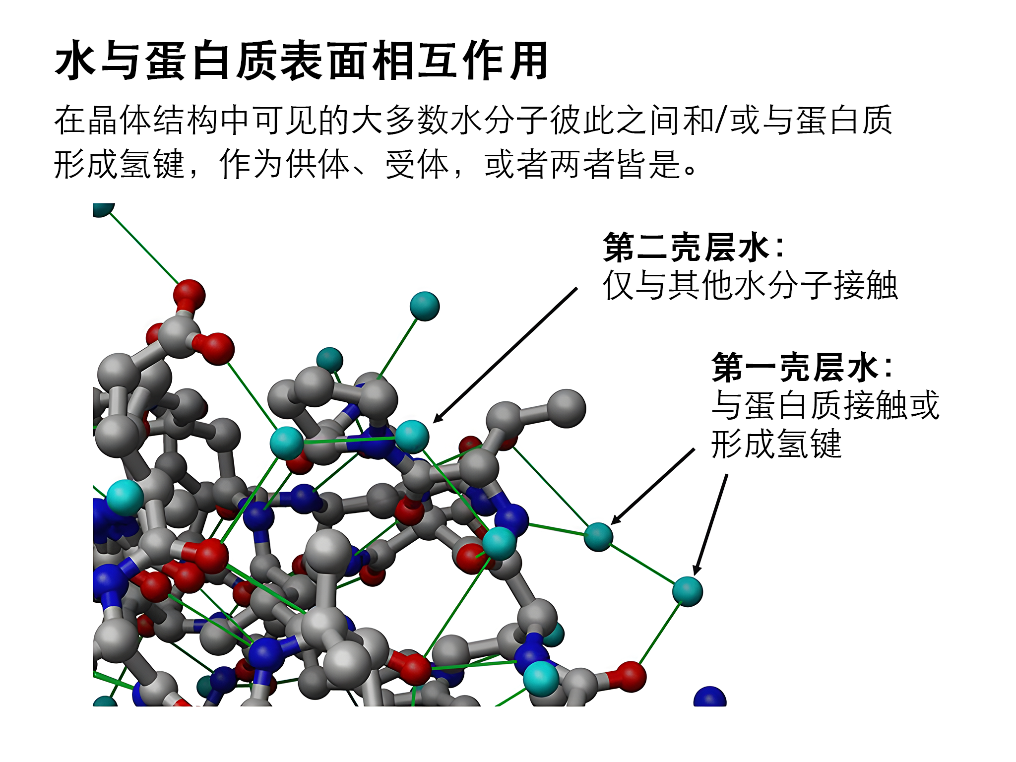 水与蛋白质表面相互作用