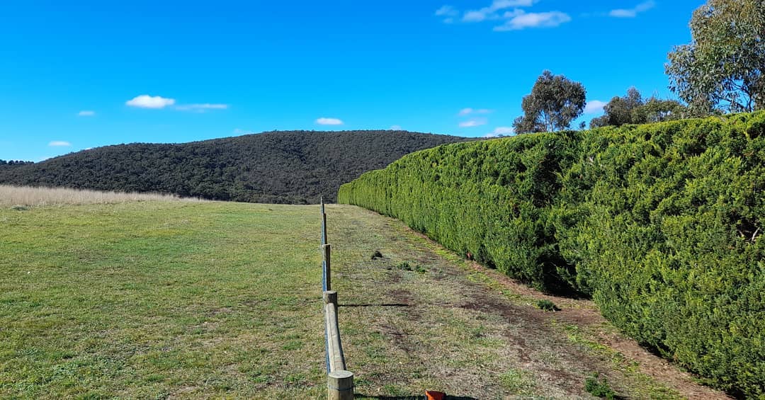 Country hedge