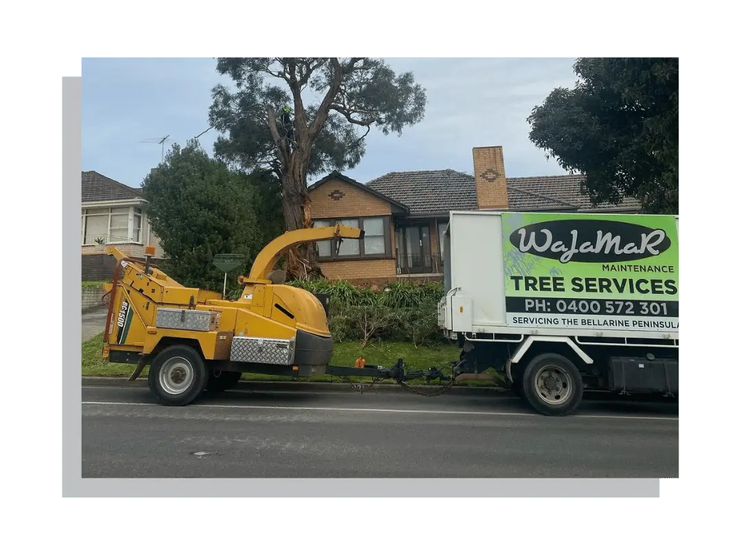 Expert arborists serving all of Bellarine and Geelong