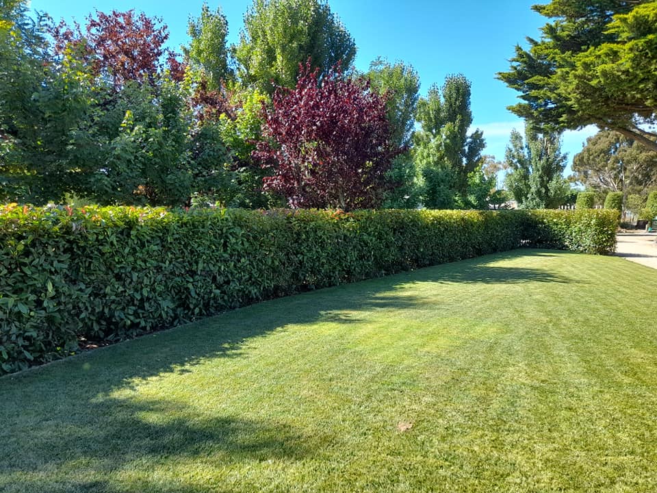 Hedge lawn