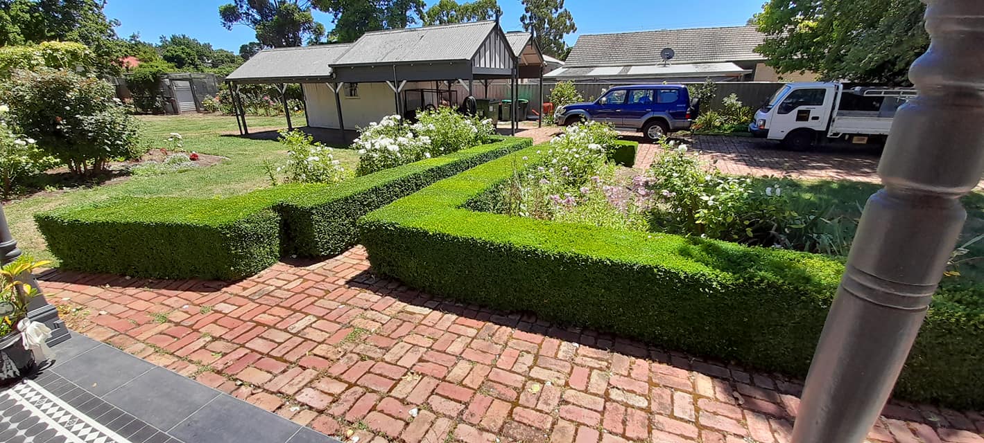 Garden hedge