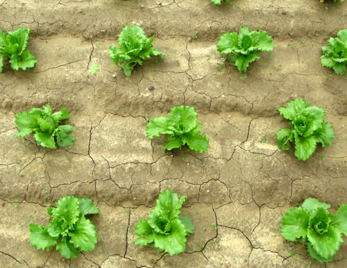 Dry soil like this can lead to wilting plants or poor germination. While mature plants need deep soil moisture, young plants need it near the surface.