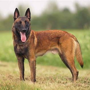 Thumbnail for: Belgian Malinois vs German Shepherd