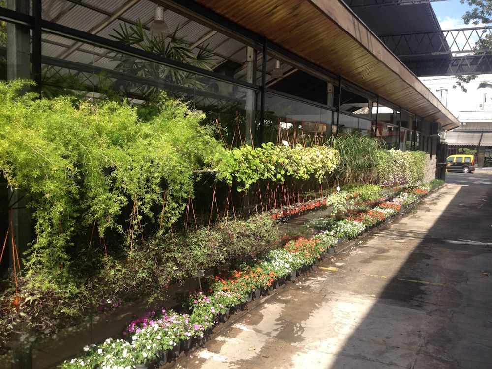 Vivero Mario
