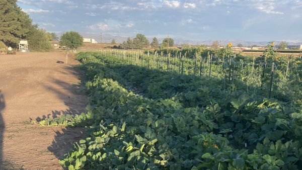 a field where squash is being grown for a research study