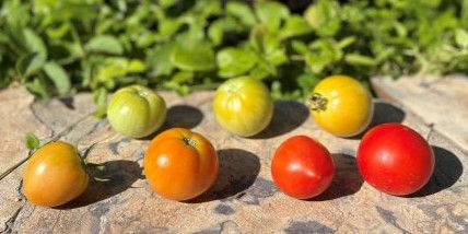 a photo of tomatoes picked at different levels of ripeness