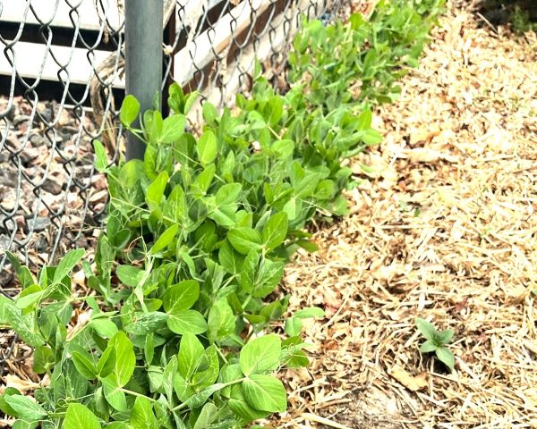 a photo of peas growing along a fence