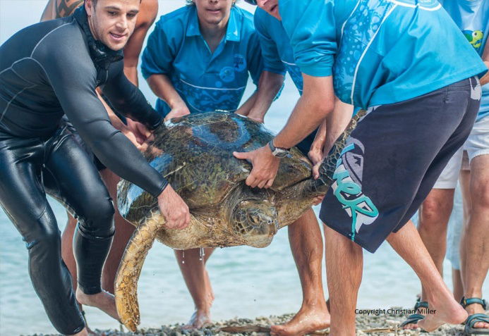 Turtle release