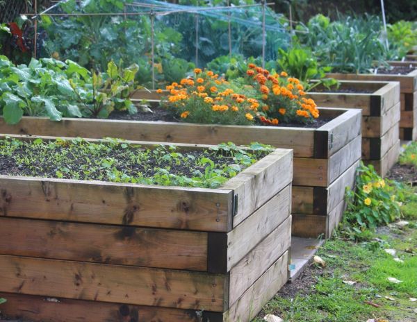 a photo of a raised garden bed