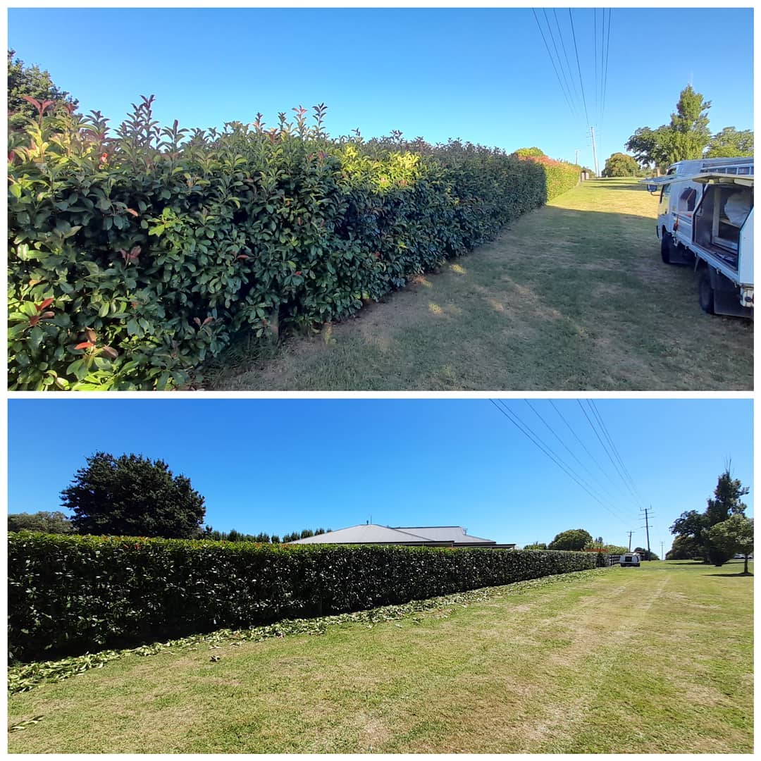 Hedge